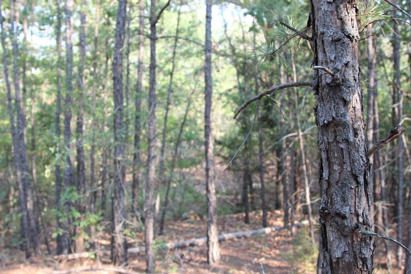 Lake View Ranch Tract 26 photo 2