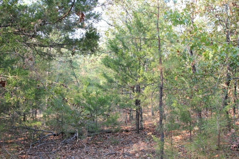 Lake View Ranch Tract 26 photo 4