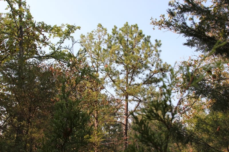 Lake View Ranch Tract 26 photo 5