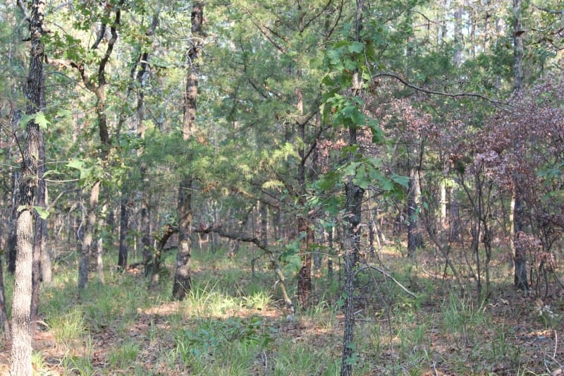 Lake View Ranch Tract 26 photo 6