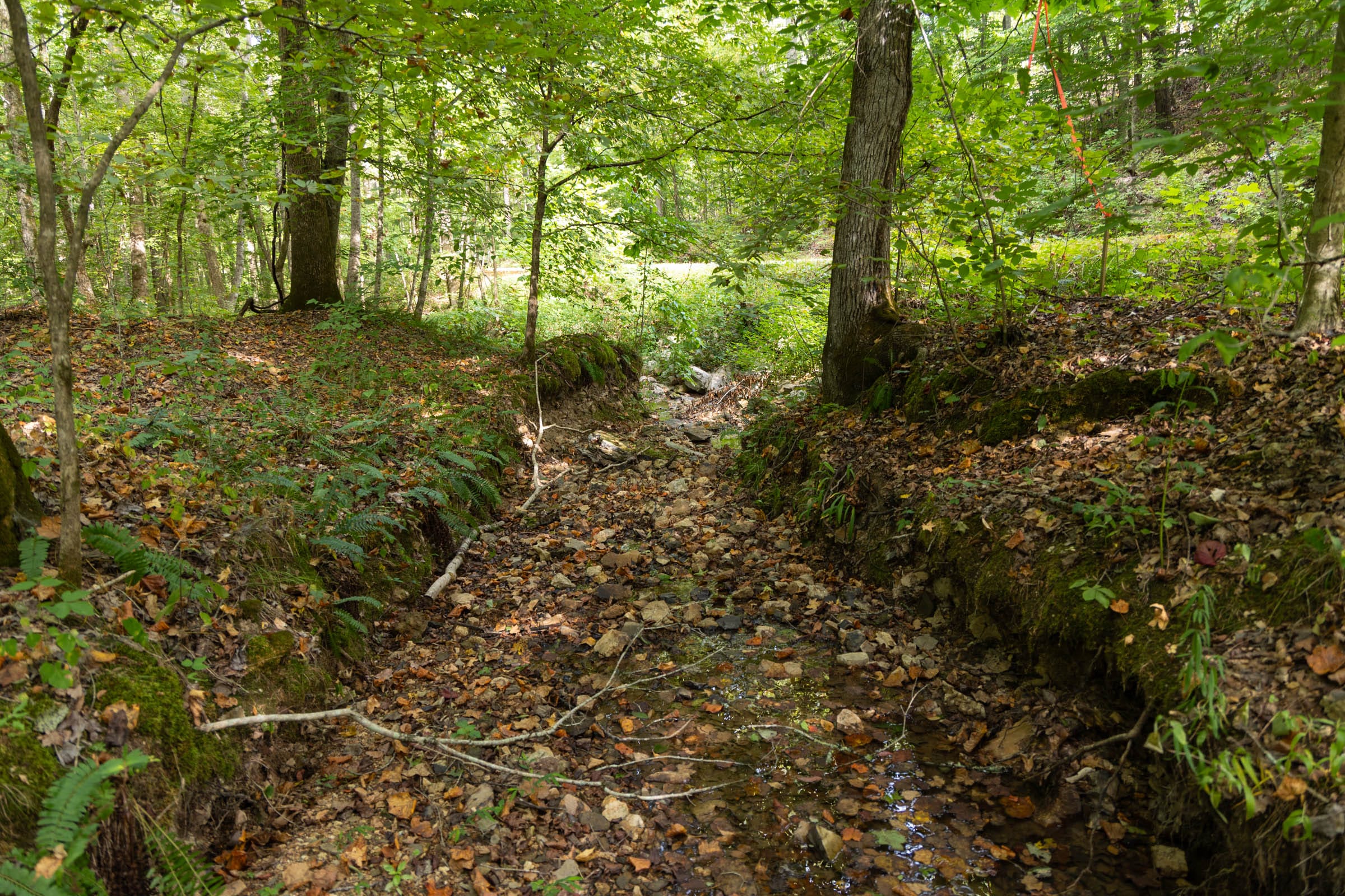 Big White Oak Tract 137 photo 3