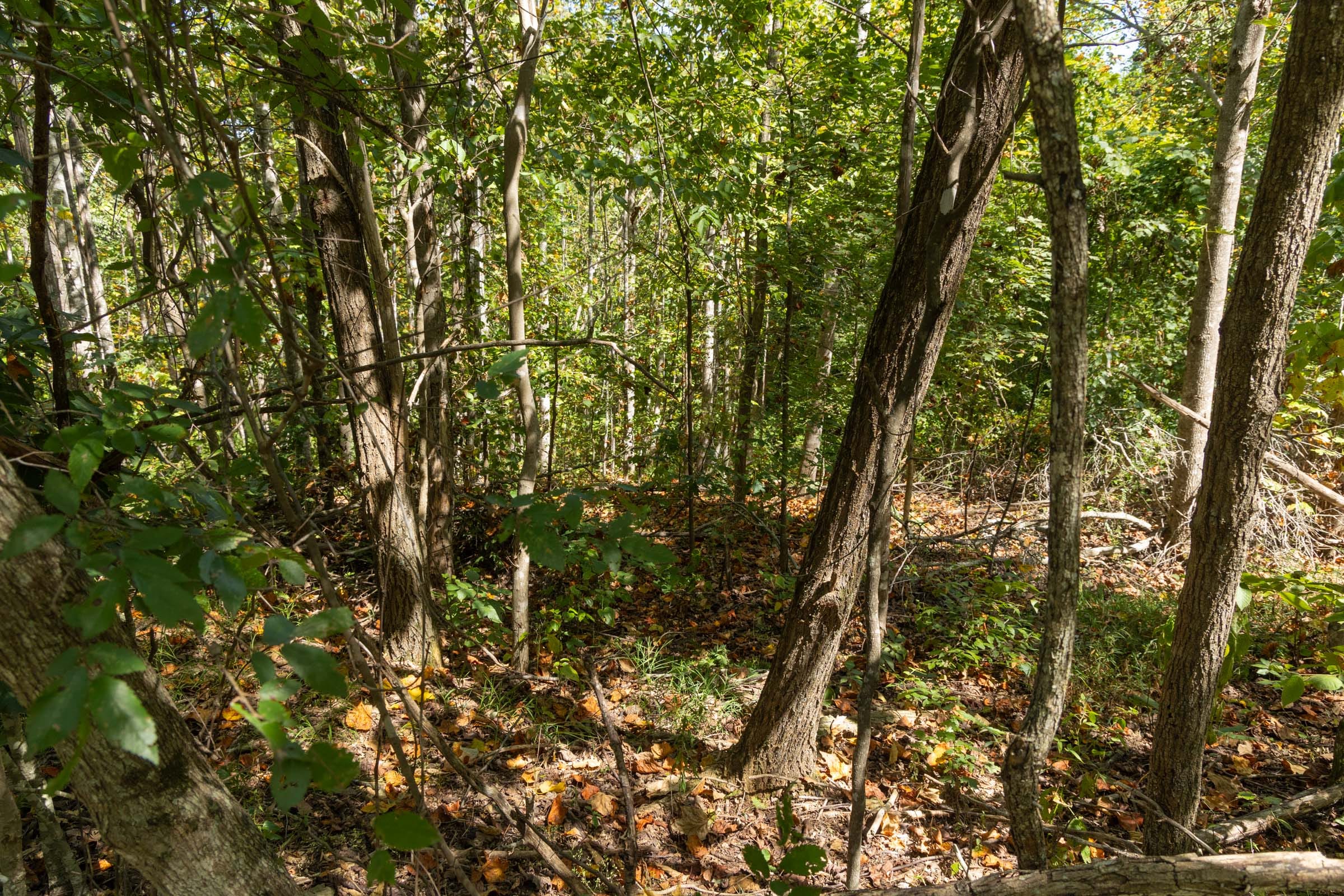 Big White Oak Tract 137 photo 11