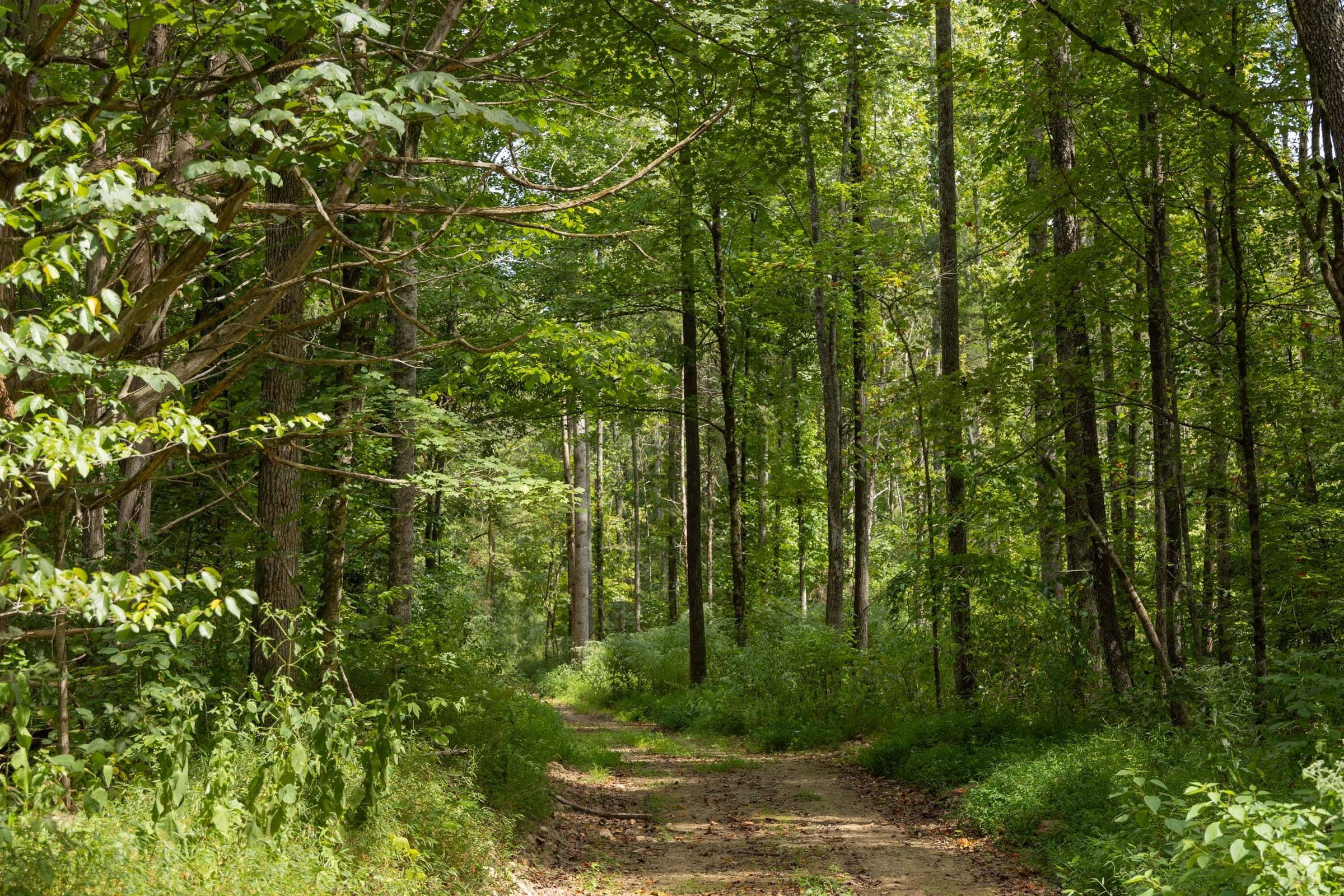 Big White Oak Tract 137 photo 10
