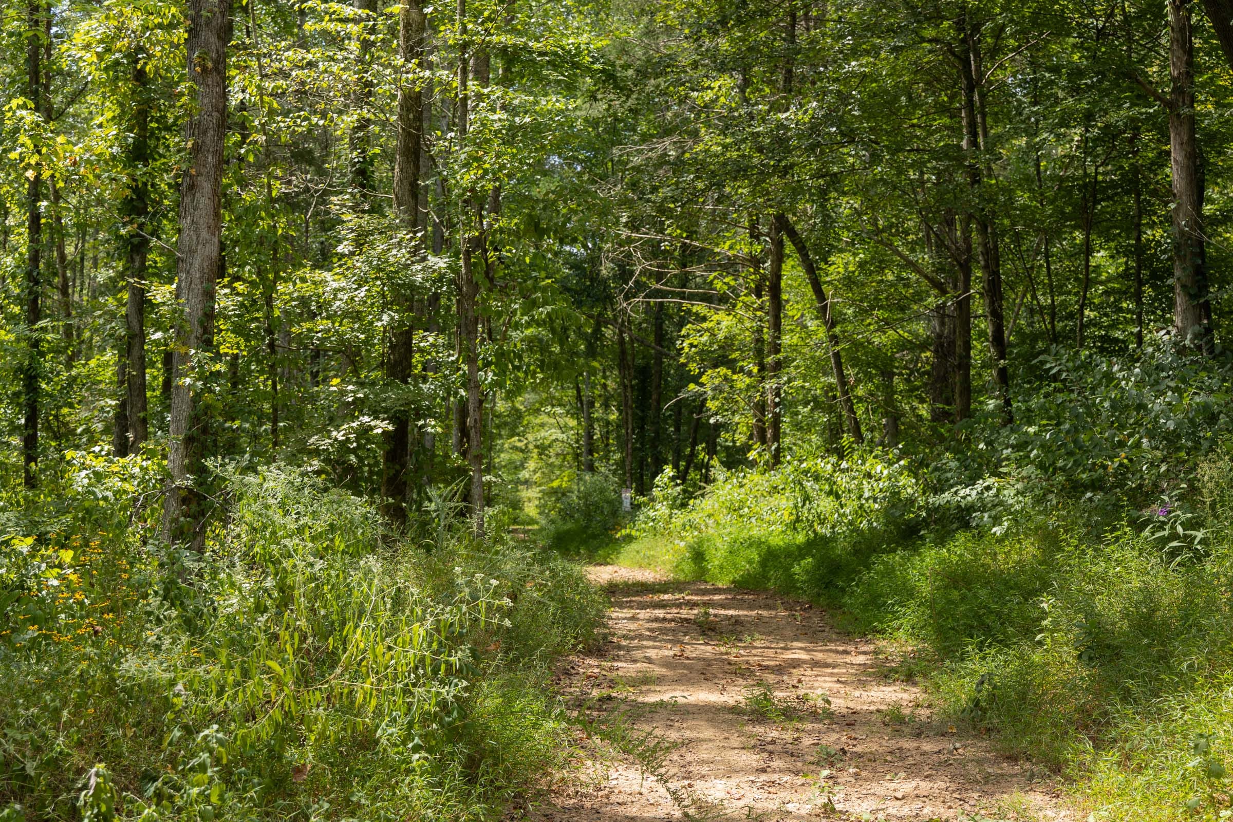 Big White Oak Tract 137 photo 9