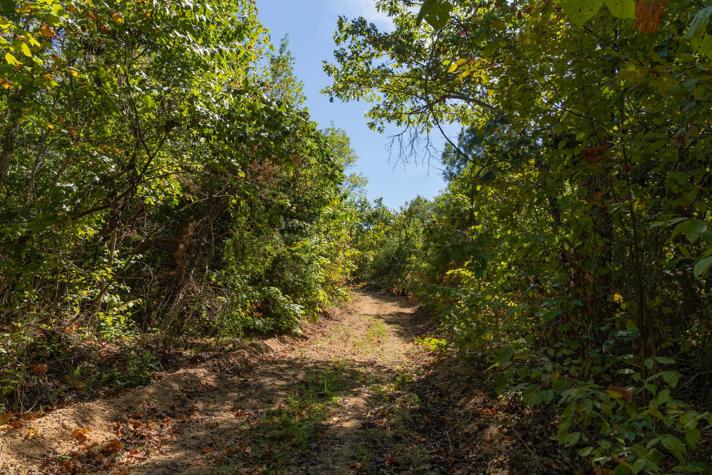 Big White Oak Tract 137 photo 7