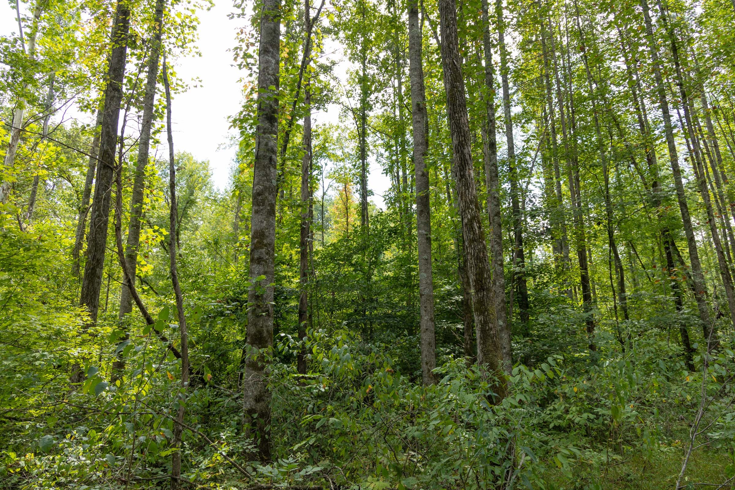 Big White Oak Tract 137 photo 5