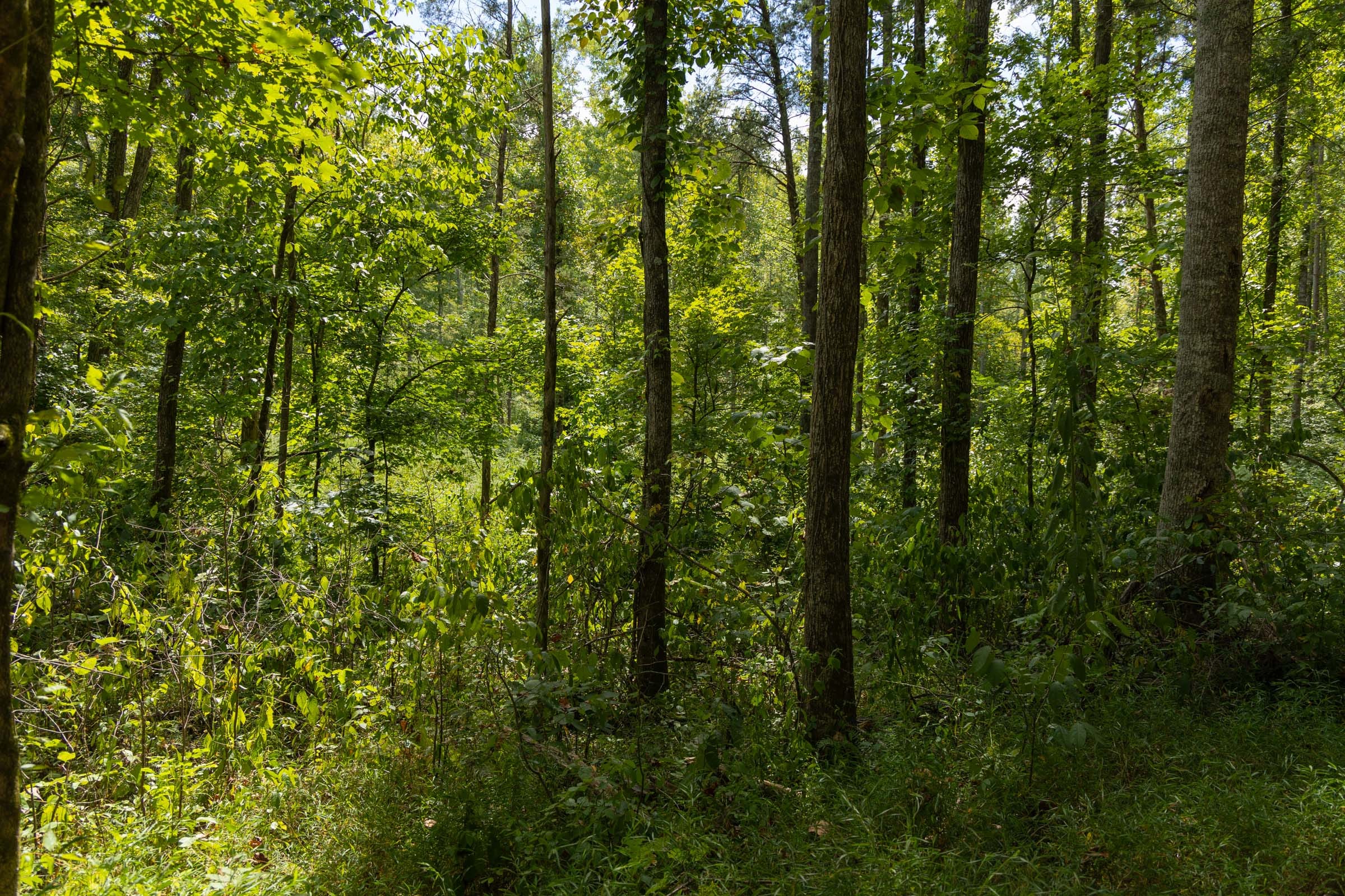 Big White Oak Tract 137 photo 4