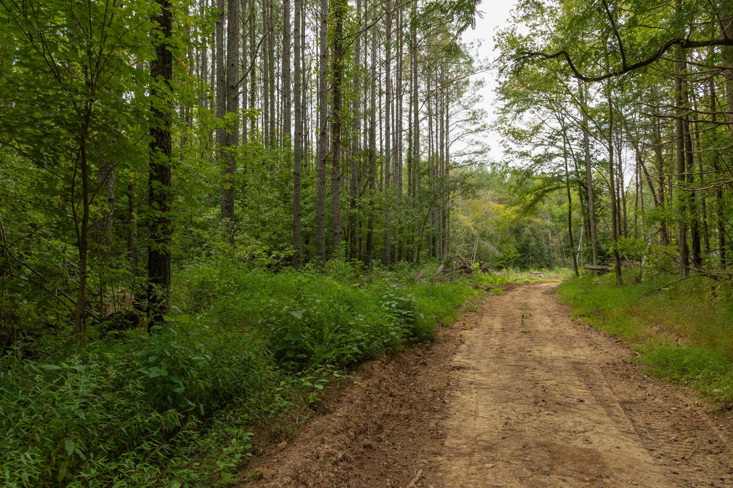 Big White Oak Tract 137 photo 1