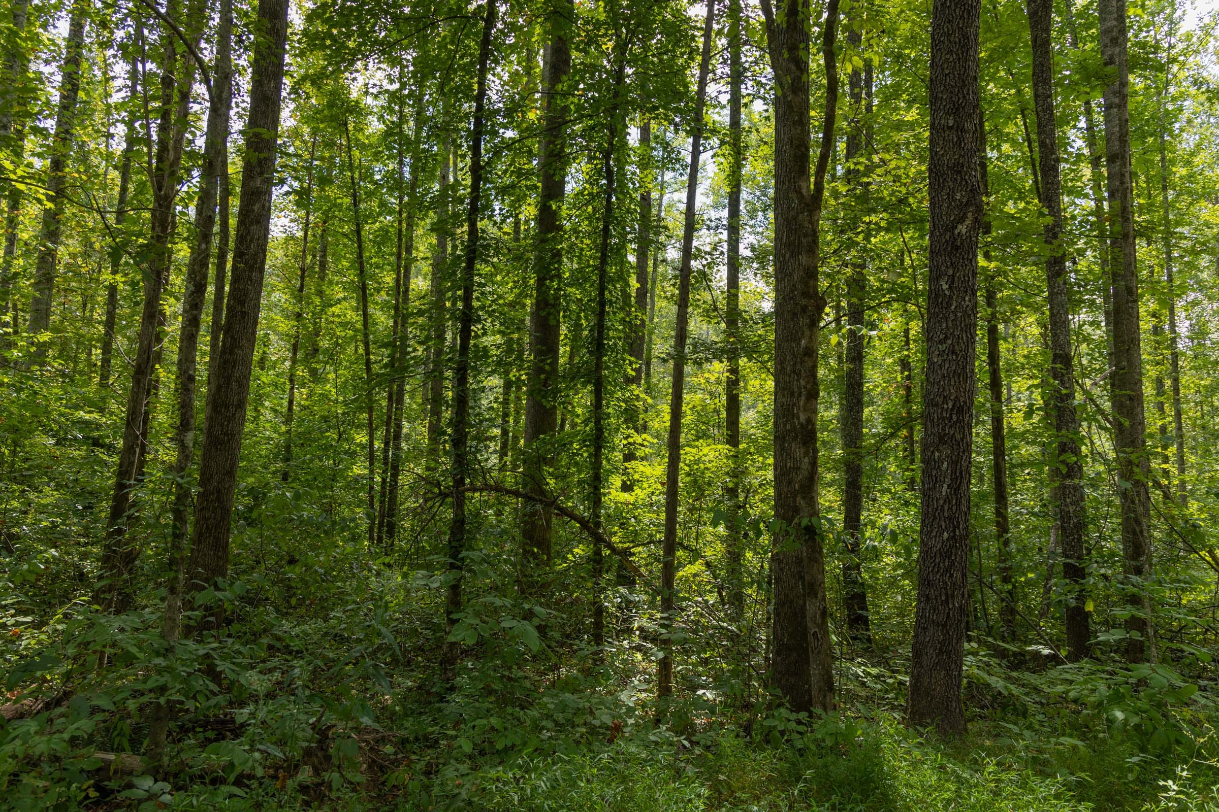 Big White Oak Tract 137 photo 2