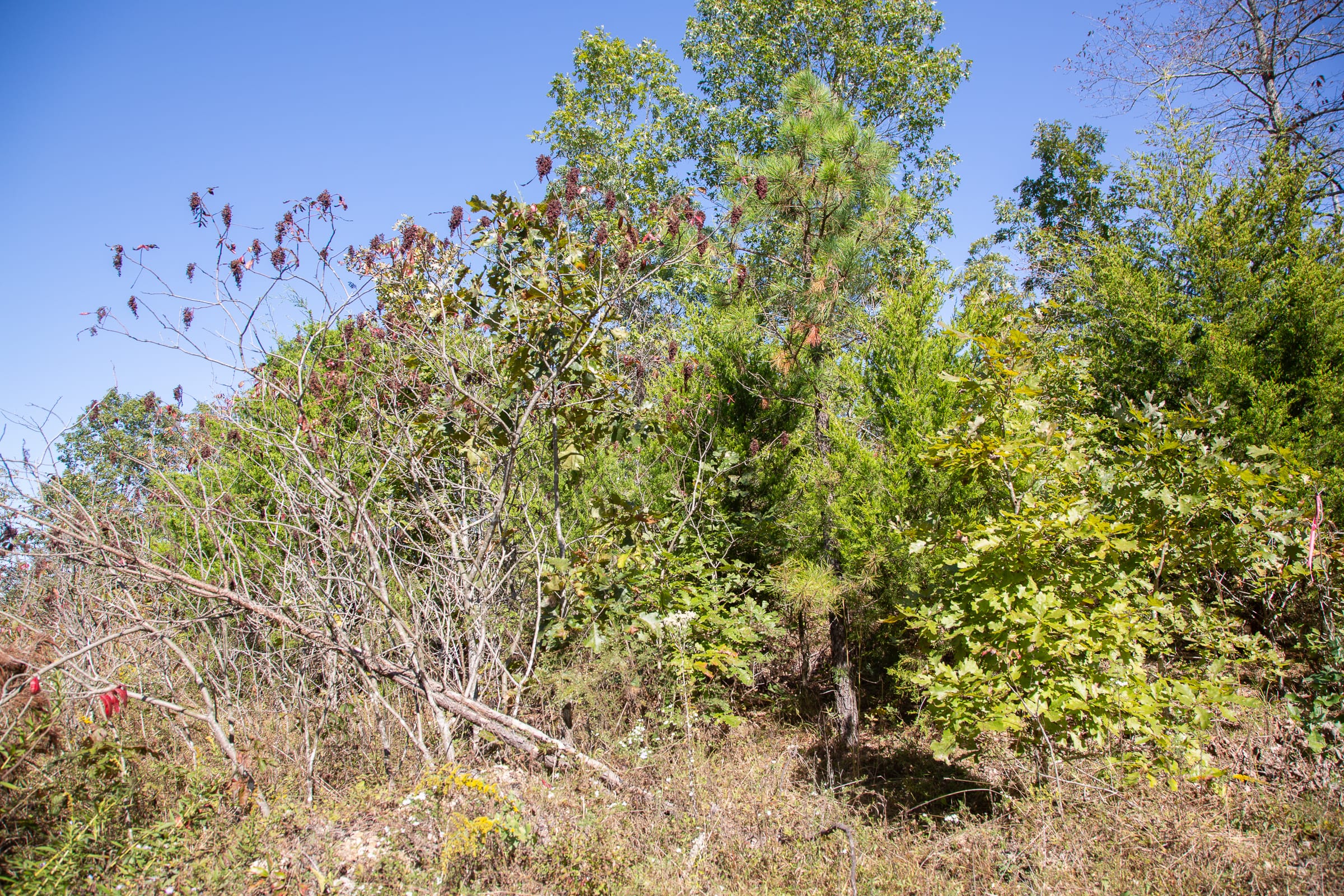 Borgmann’s Hollow Phase III Tract 100 photo 3