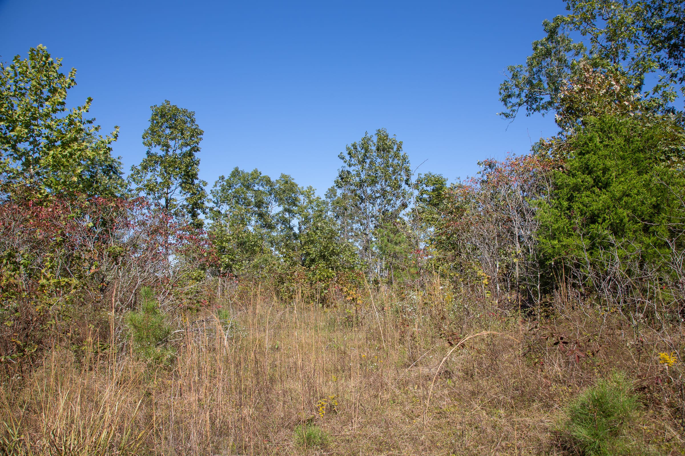 Borgmann’s Hollow Phase III Tract 100 photo 4