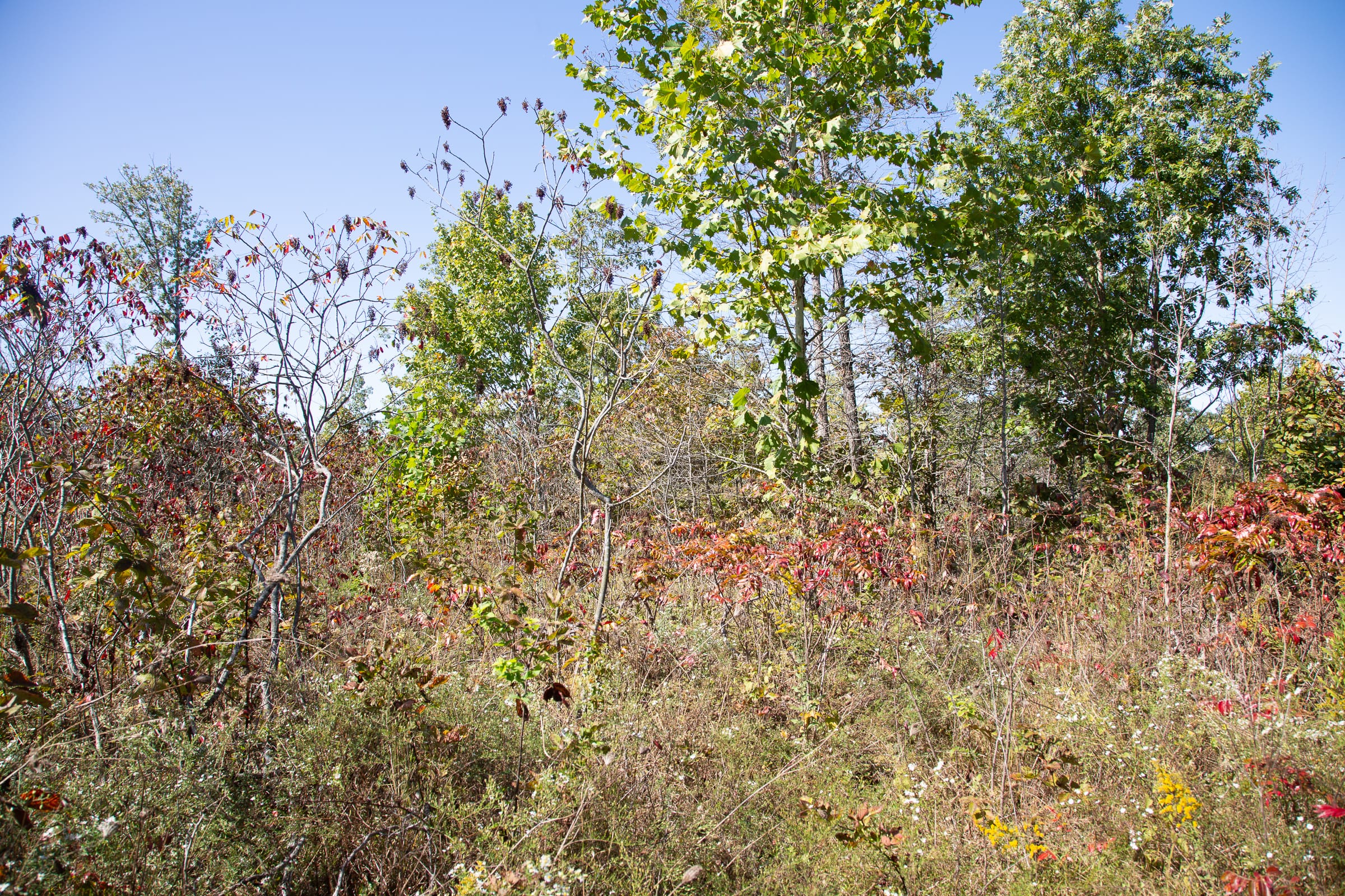Borgmann’s Hollow Phase III Tract 100 photo 5