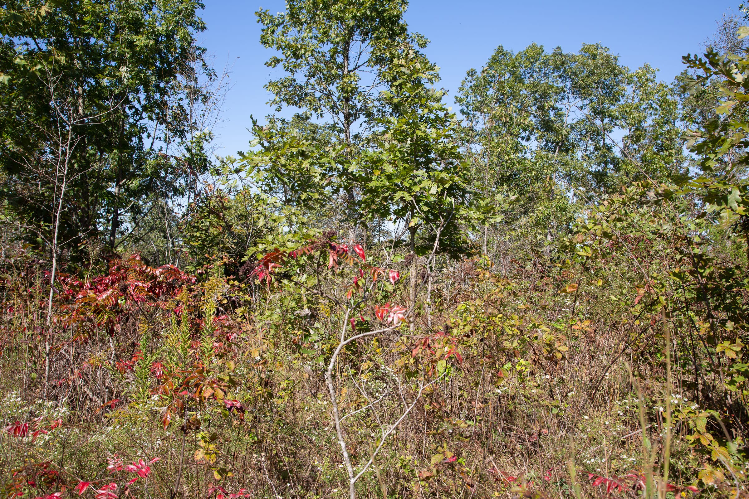 Borgmann’s Hollow Phase III Tract 100 photo 6
