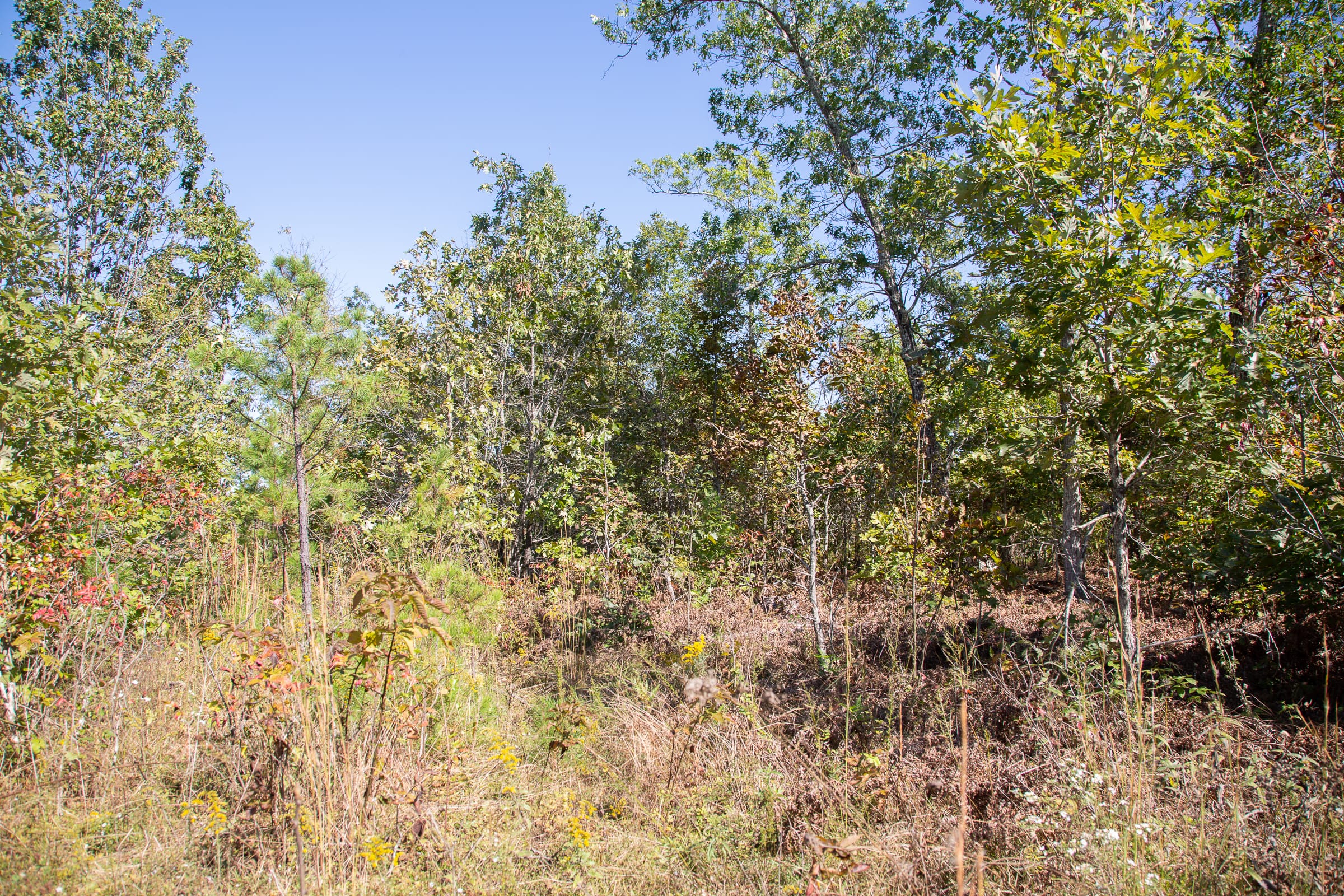 Borgmann’s Hollow Phase III Tract 100 photo 7