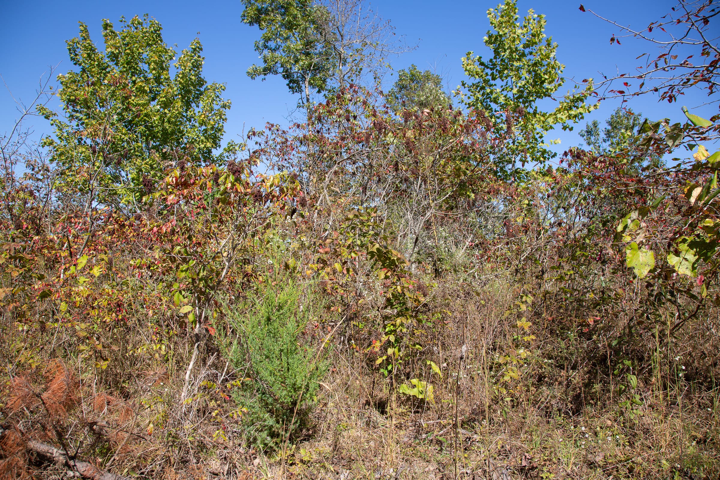 Borgmann’s Hollow Phase III Tract 100 photo 8