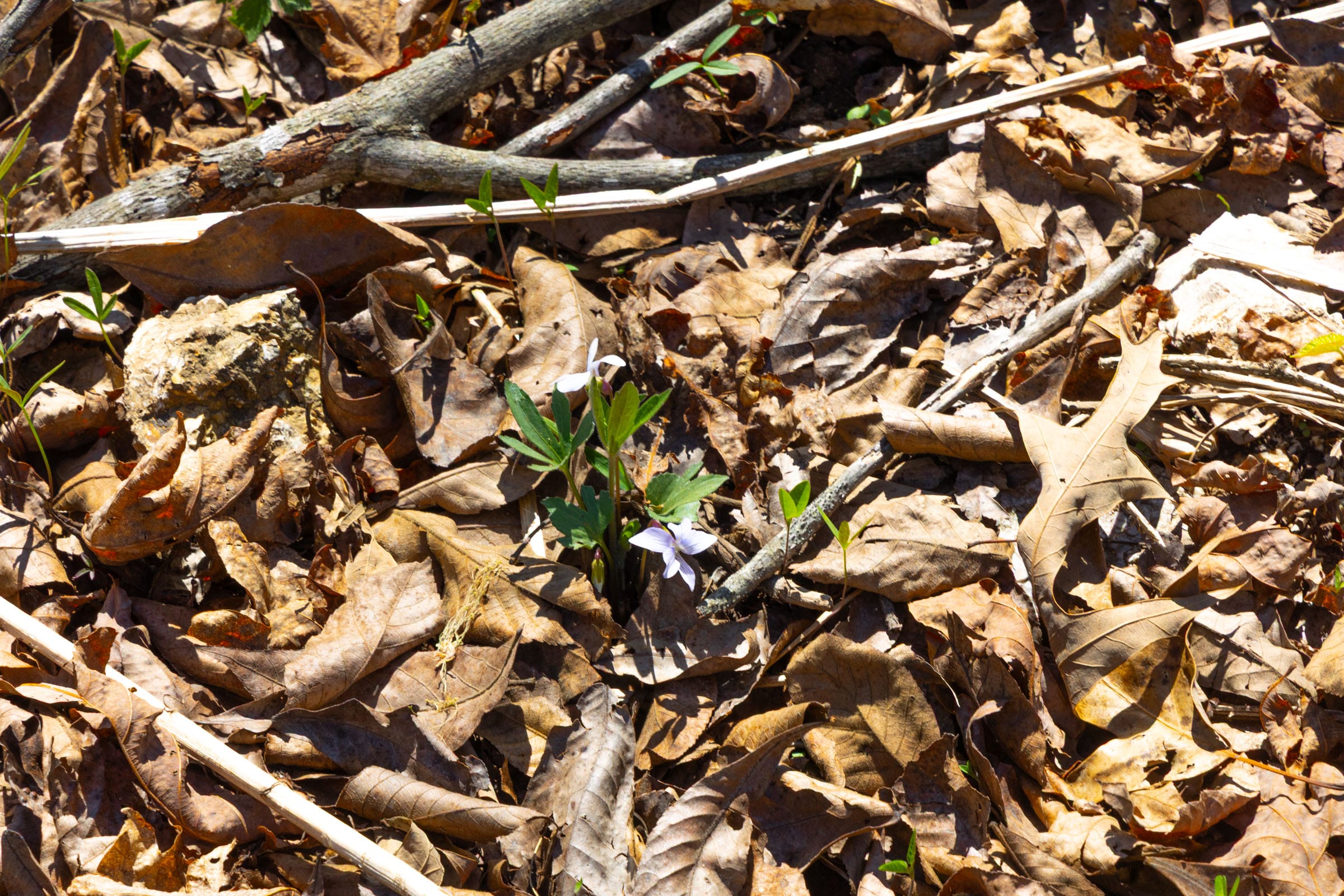 Lazybrook Tract 18 photo 10