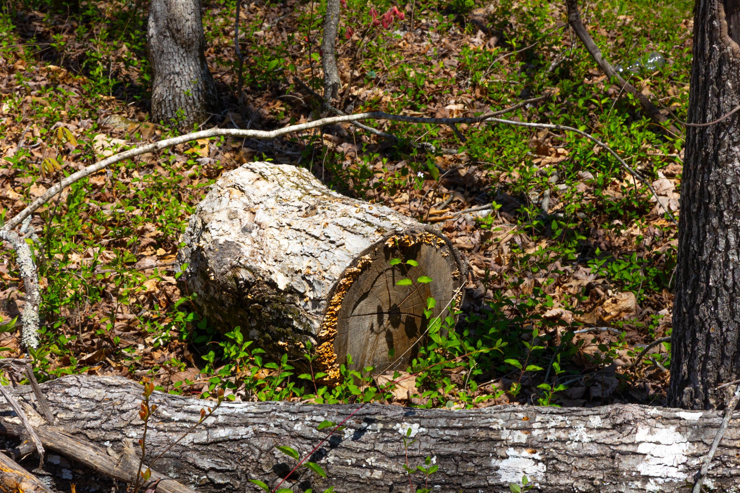 Lazybrook Tract 18 photo 8