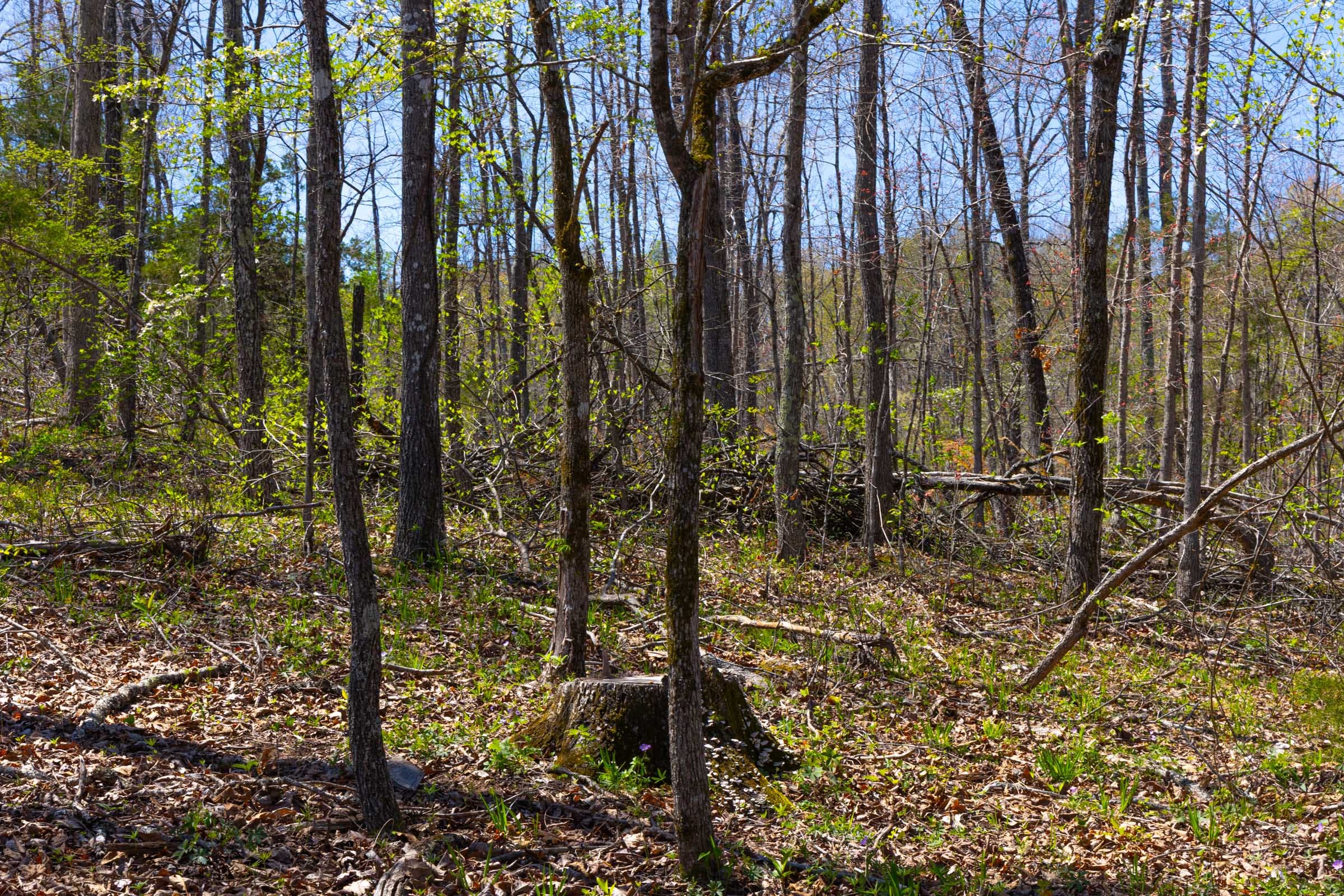 Lazybrook Tract 18 photo 7