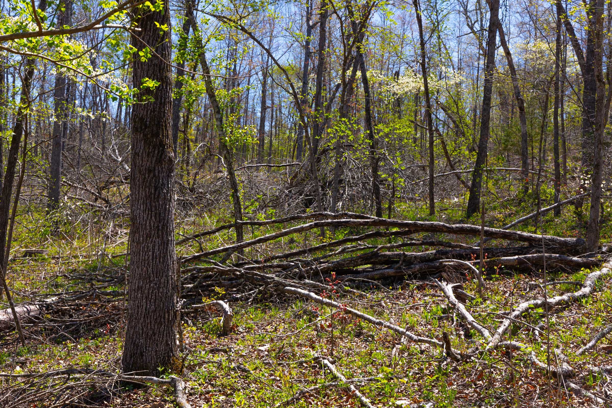Lazybrook Tract 18 photo 6