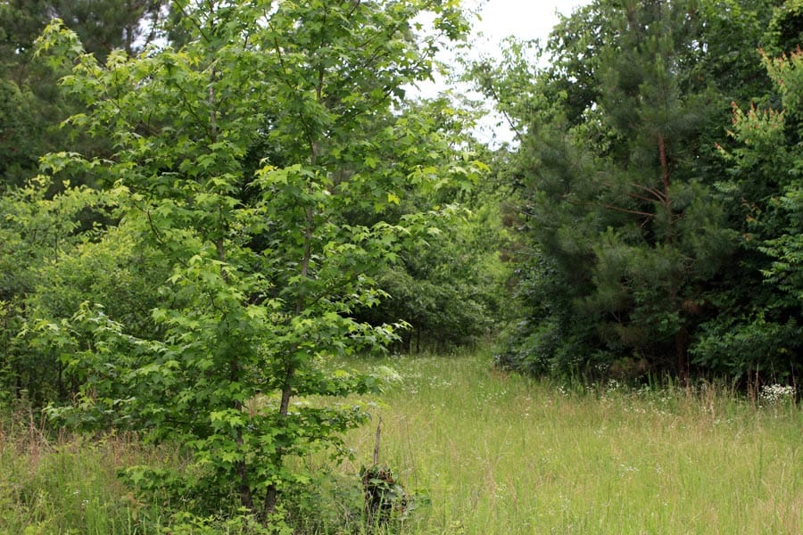 Bluebird Ranch Tract 23 photo 5