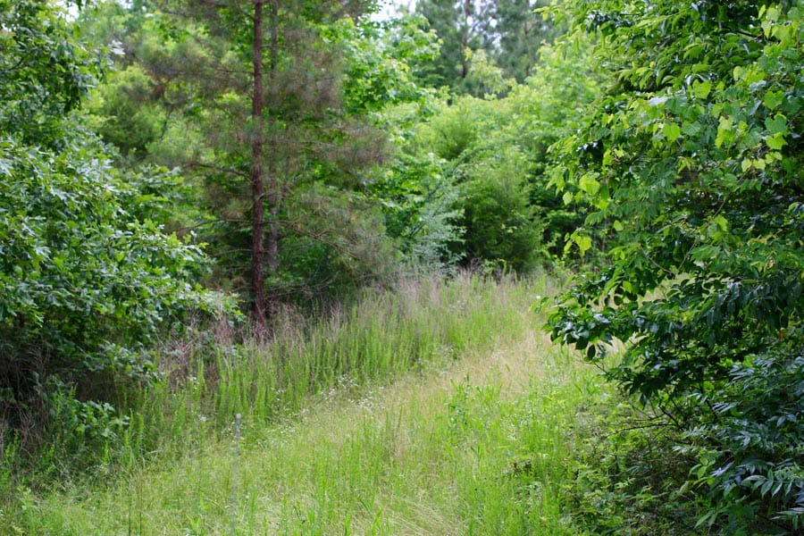Bluebird Ranch Tract 23 photo 8