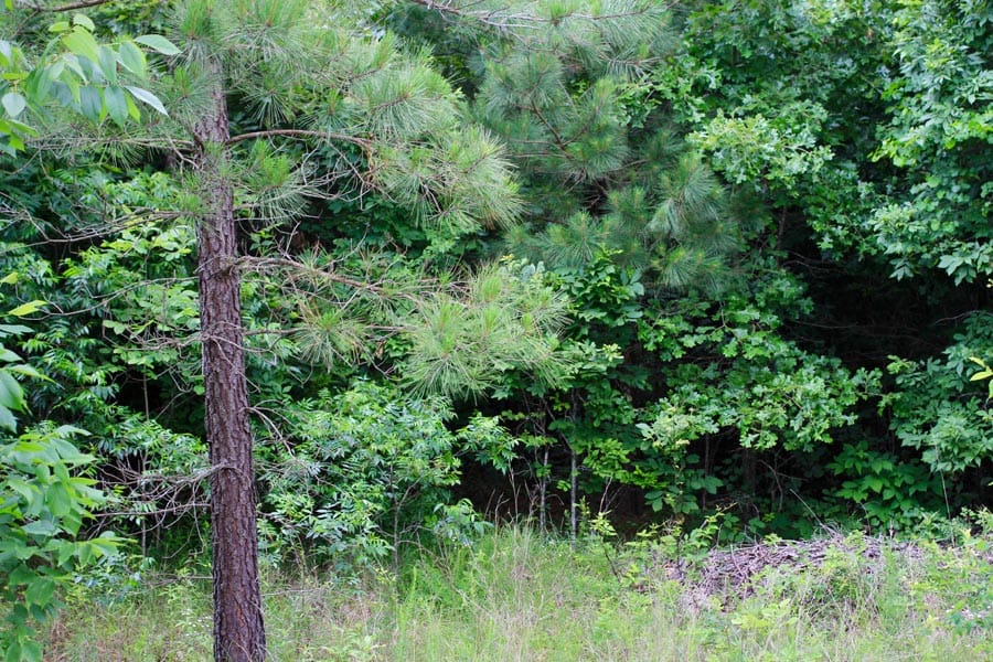 Bluebird Ranch Tract 23 photo 11
