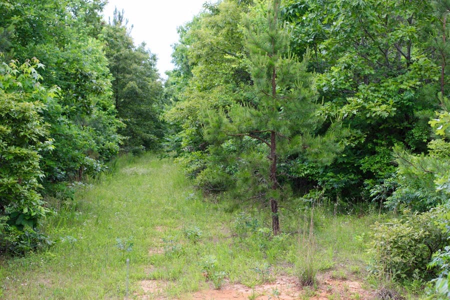 Bluebird Ranch Tract 23 photo 12