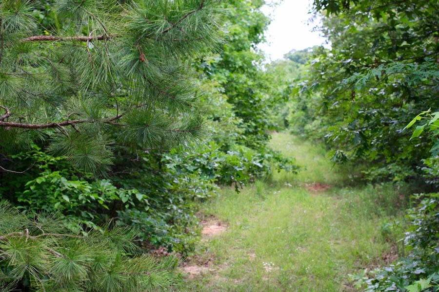 Bluebird Ranch Tract 23 photo 14