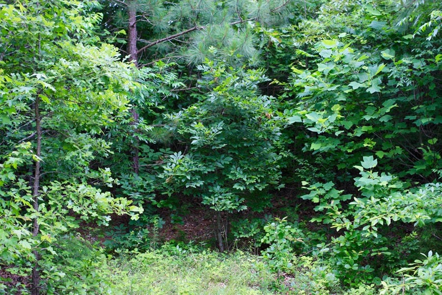Bluebird Ranch Tract 23 photo 15