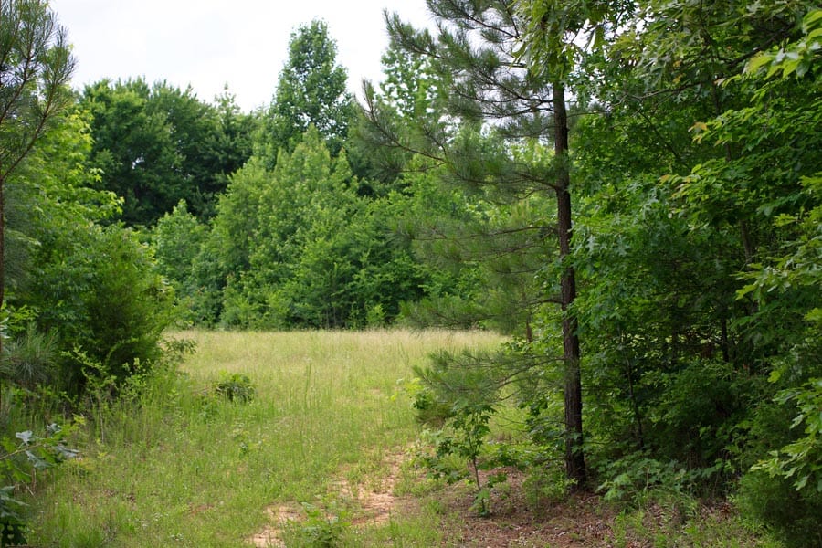 Bluebird Ranch Tract 23 photo 16
