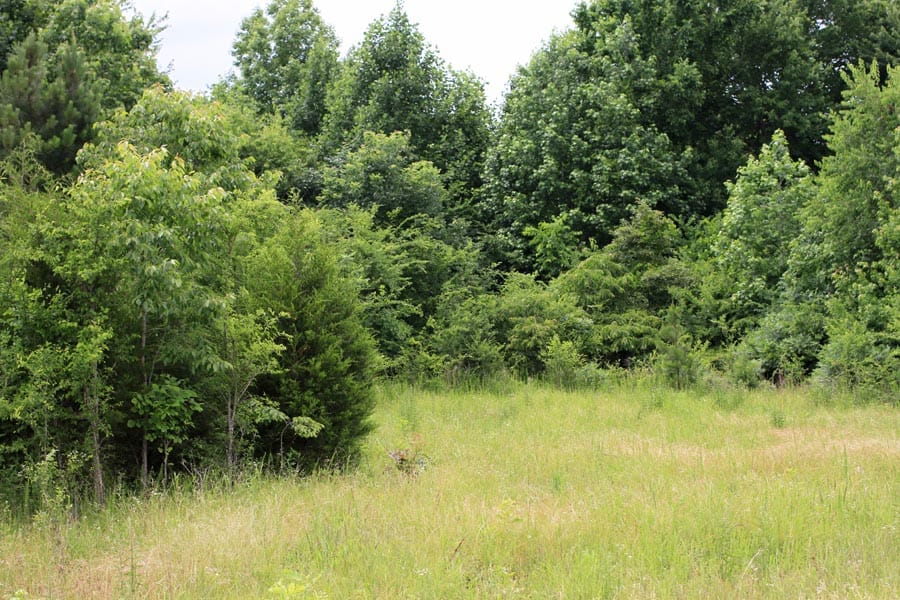 Bluebird Ranch Tract 23 photo 17