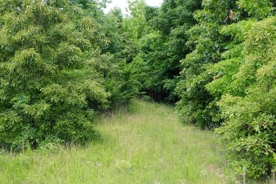 Bluebird Ranch Tract 23 photo 18