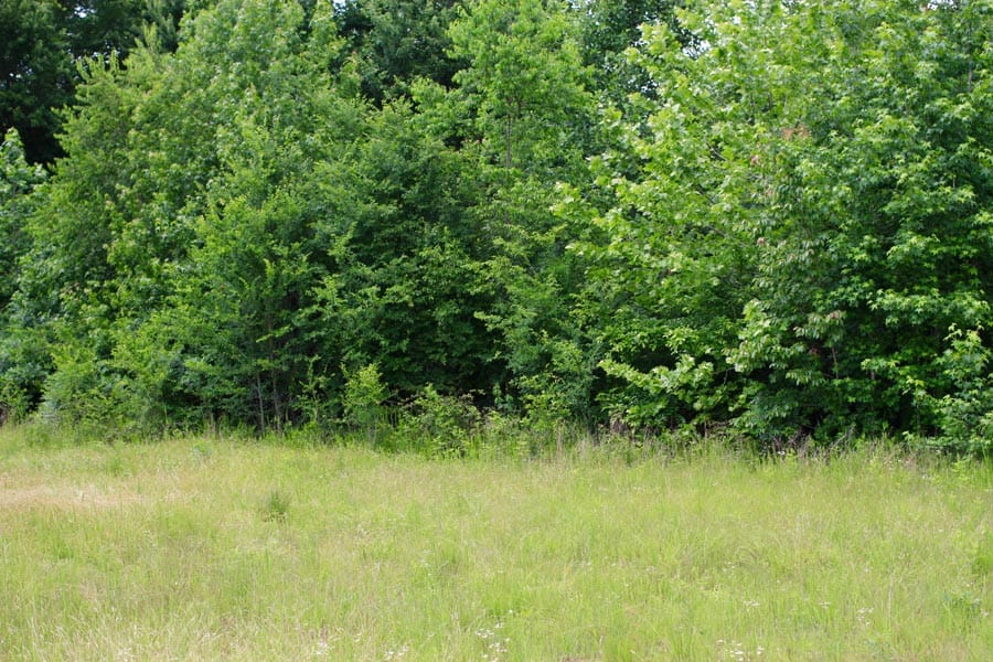 Bluebird Ranch Tract 23 photo 19