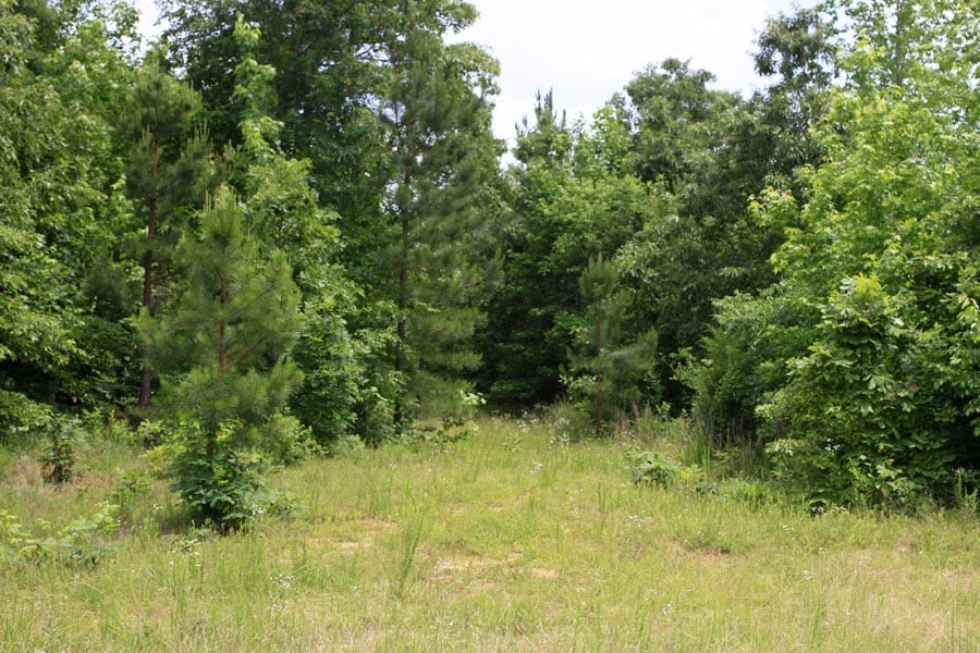 Bluebird Ranch Tract 23 photo 20