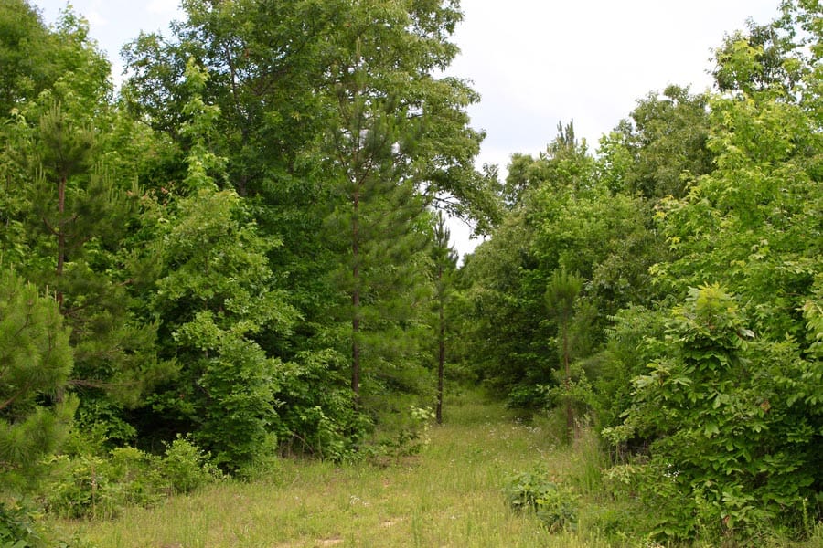Bluebird Ranch Tract 23 photo 22