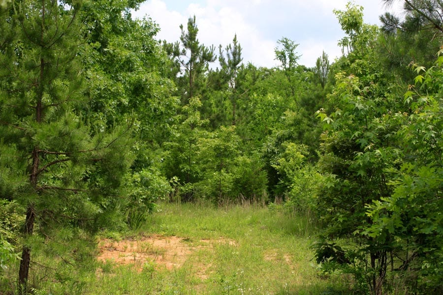 Bluebird Ranch Tract 23 photo 23