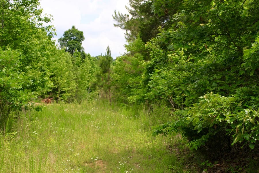 Bluebird Ranch Tract 23 photo 24