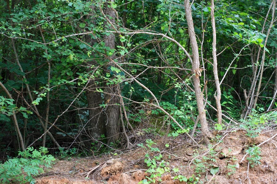 Bluebird Ranch Tract 23 photo 31