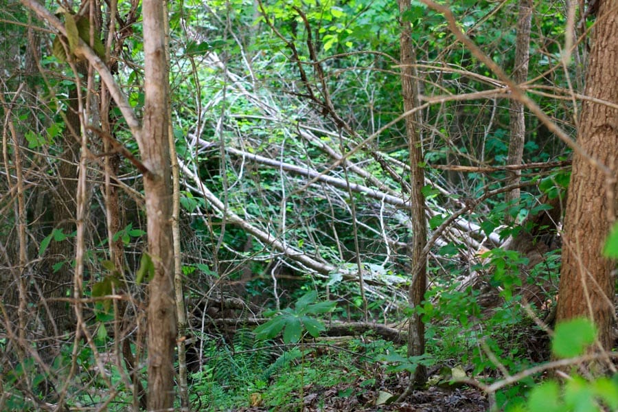 Bluebird Ranch Tract 23 photo 32