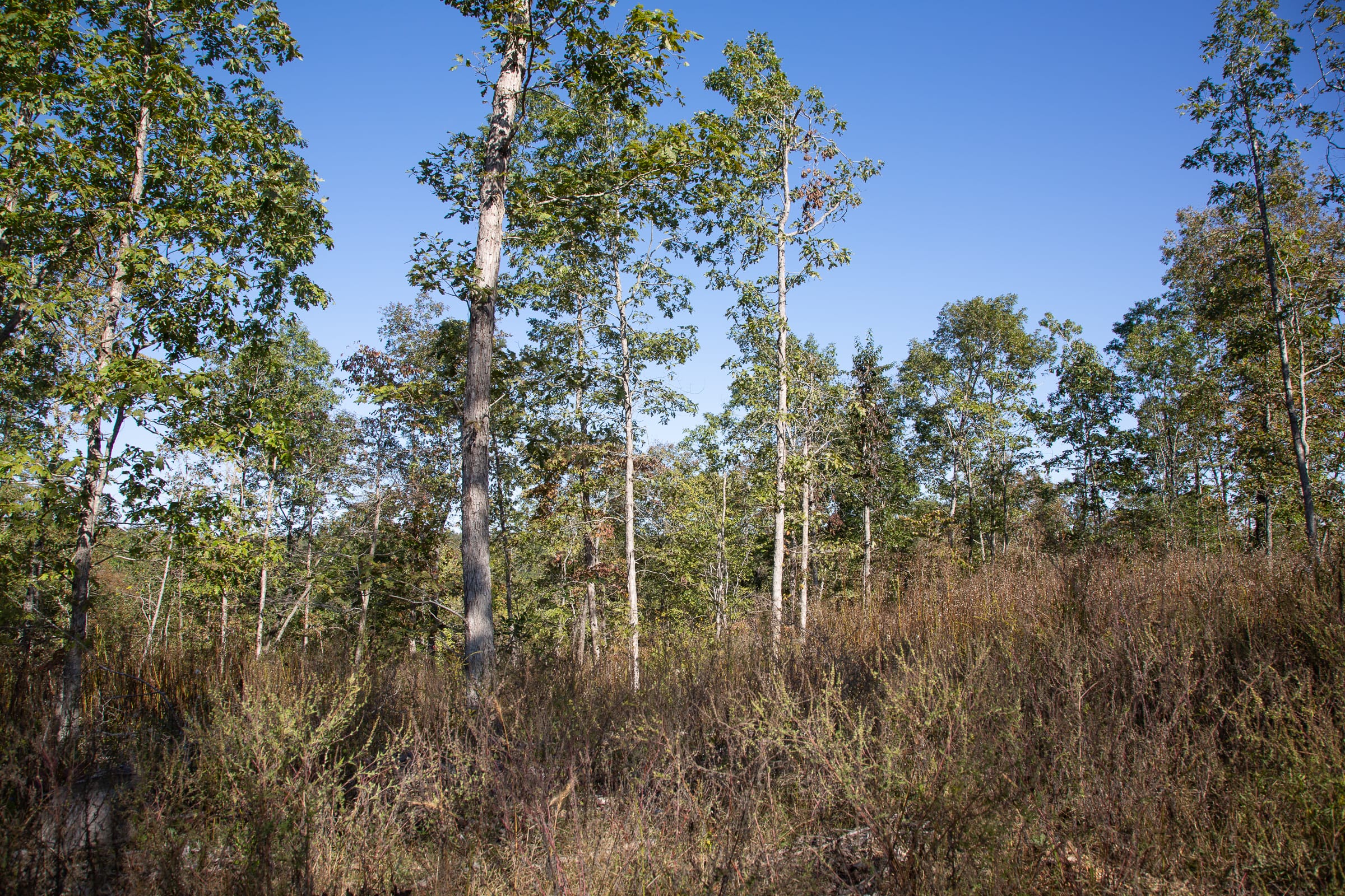 Borgmann’s Hollow Phase IV Tract 111 photo 2