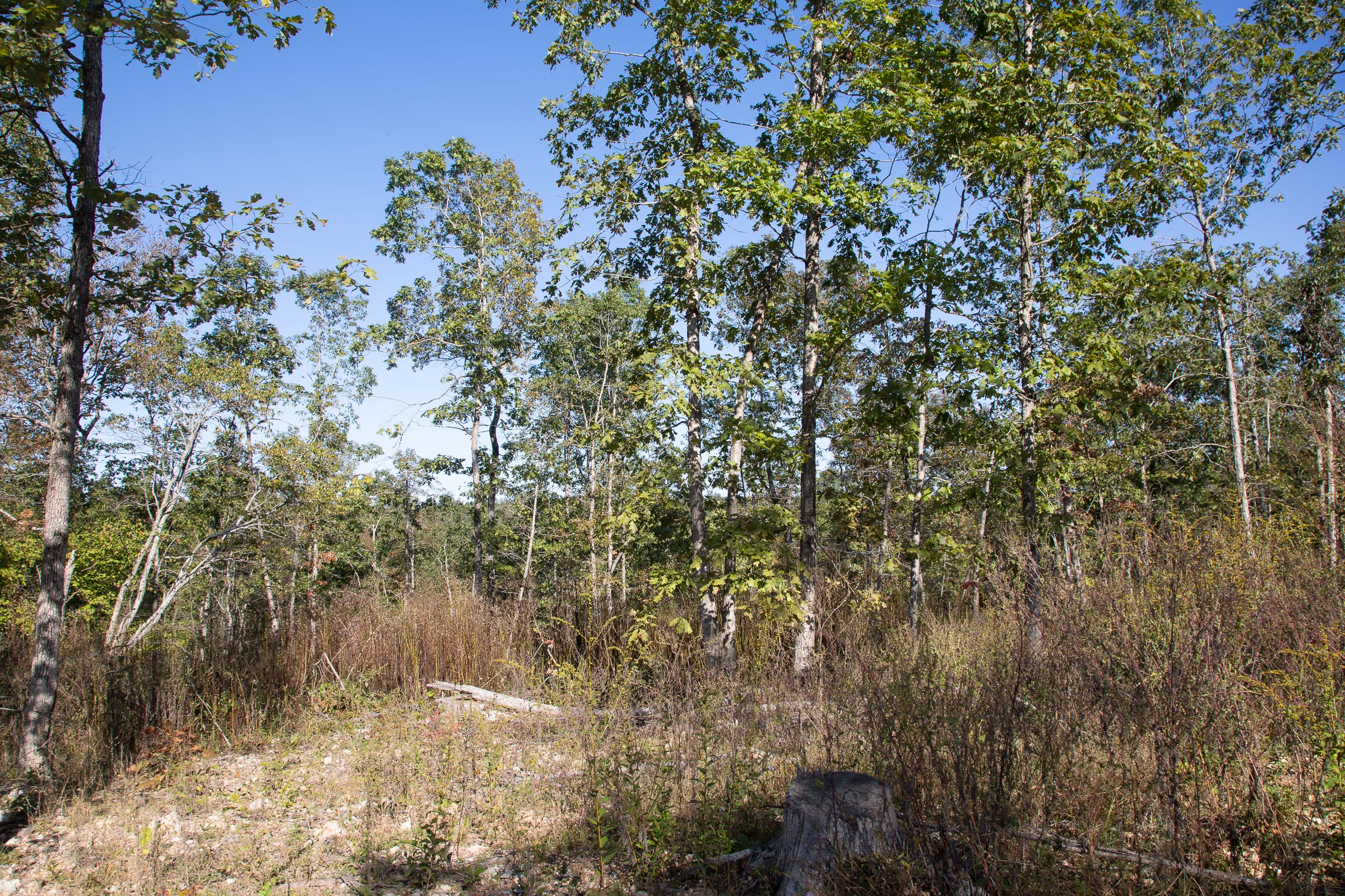 Borgmann’s Hollow Phase IV Tract 111 photo 3