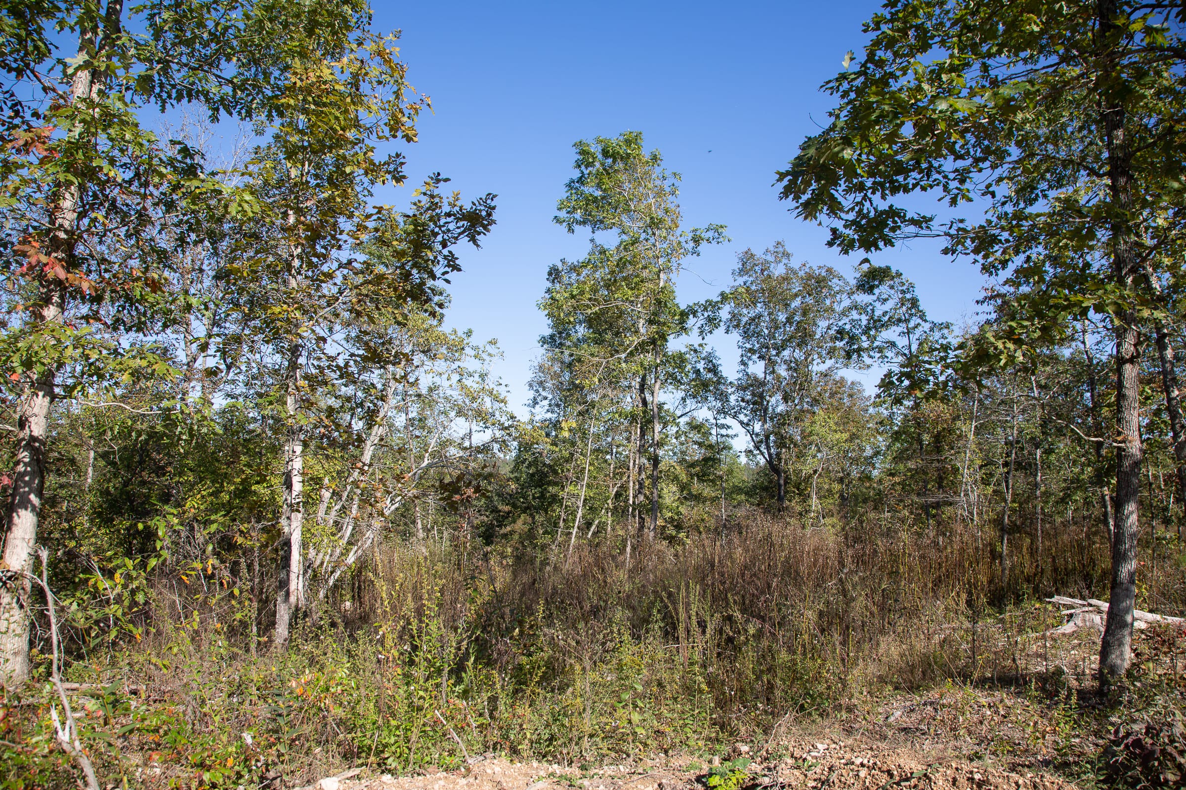 Borgmann’s Hollow Phase IV Tract 111 photo 4