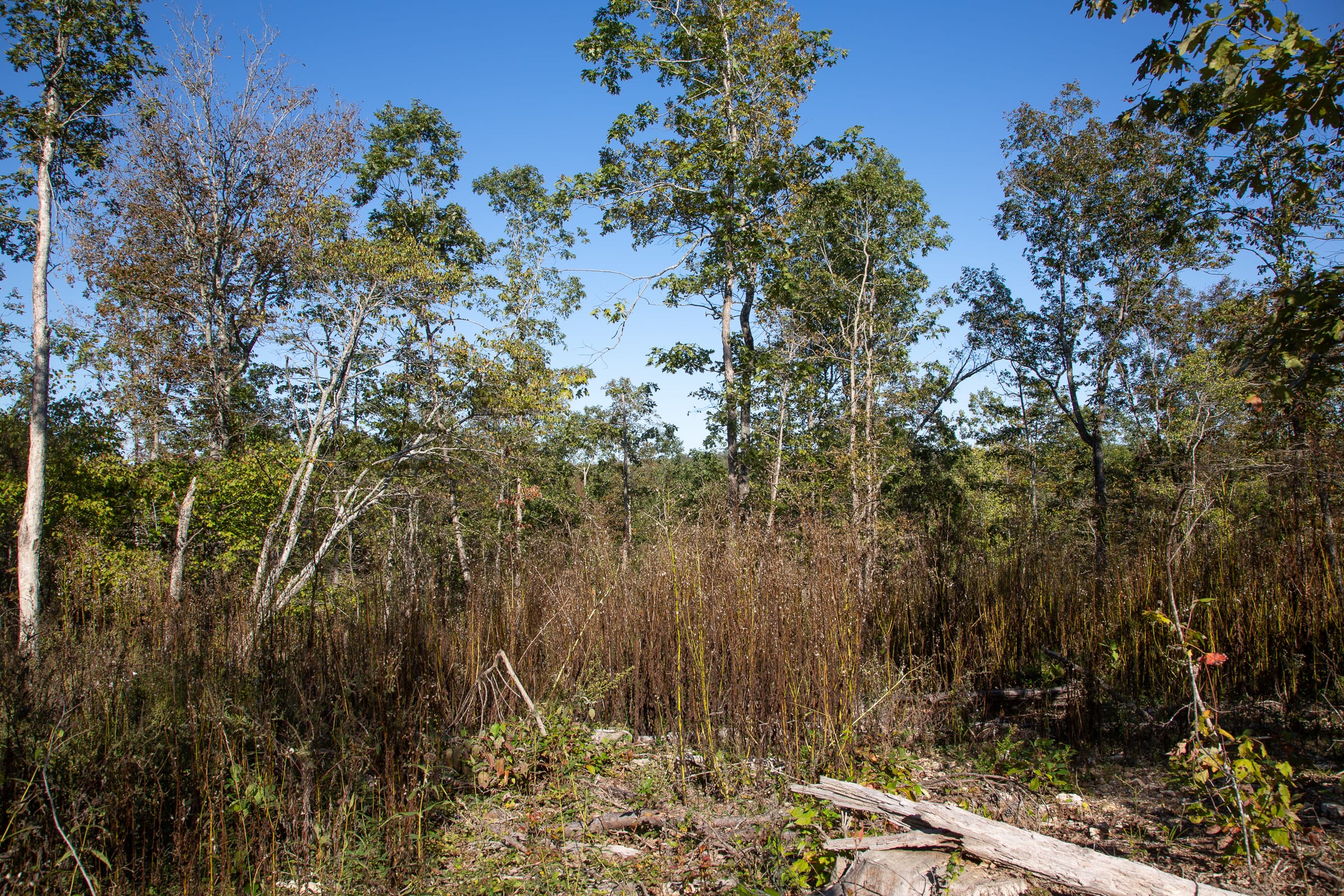 Borgmann’s Hollow Phase IV Tract 111 photo 6