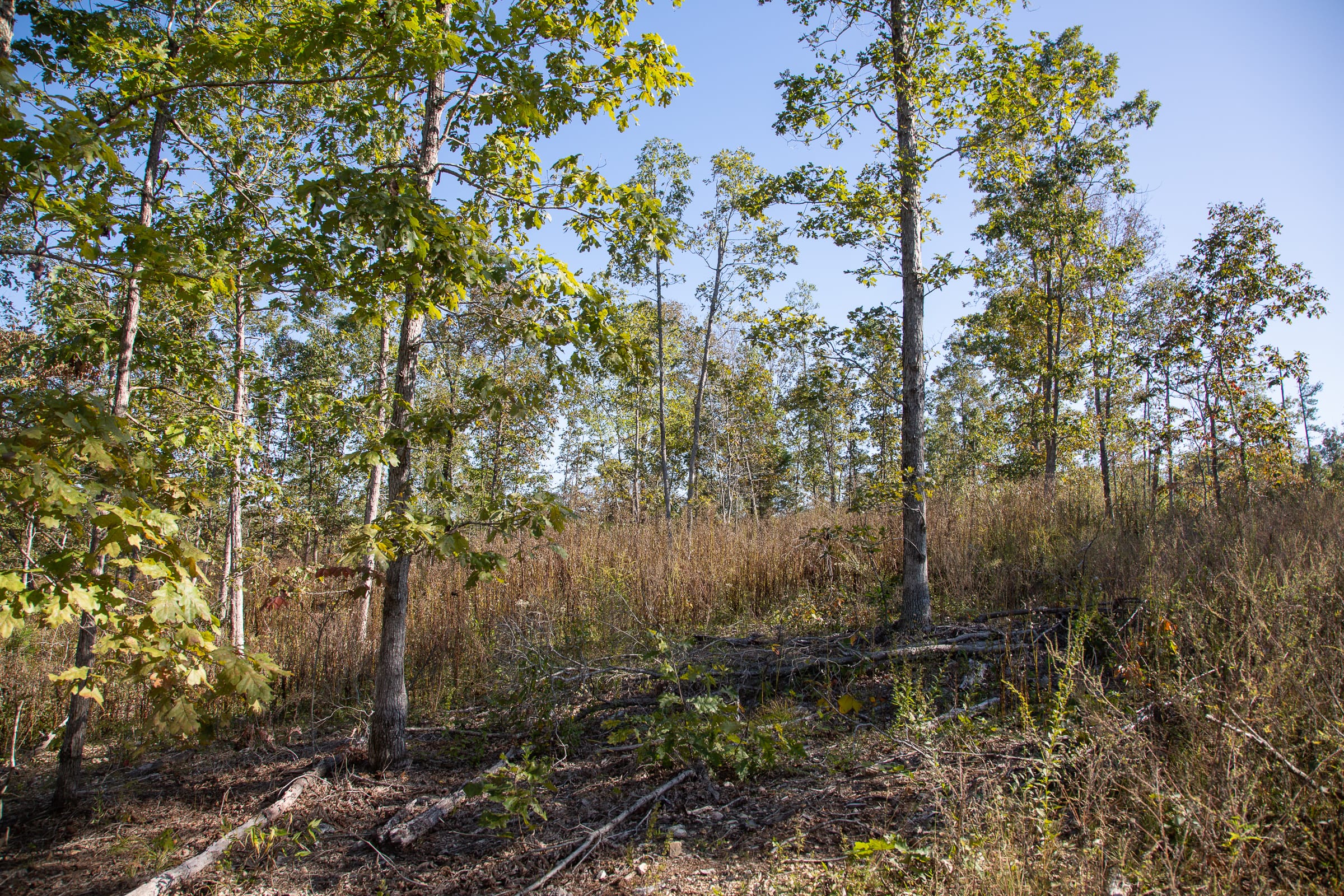 Borgmann’s Hollow Phase IV Tract 111 photo 9