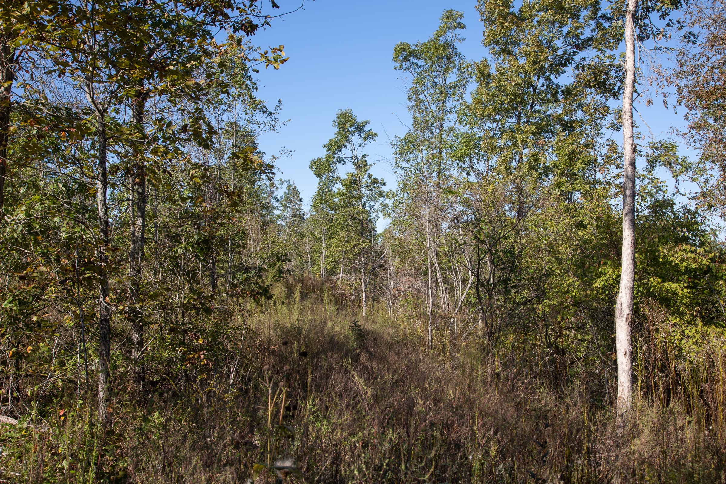 Borgmann’s Hollow Phase IV Tract 111 photo 10