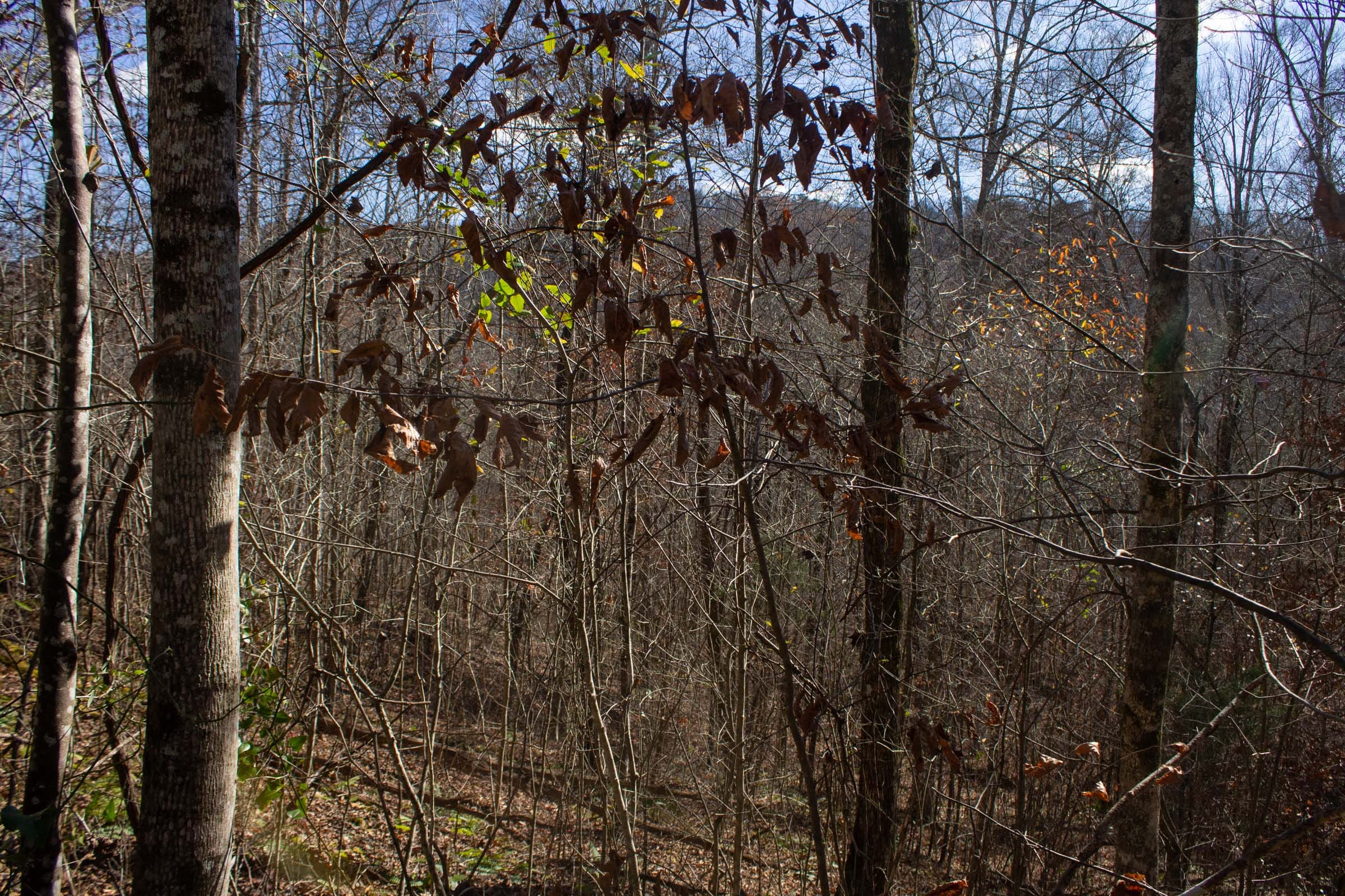 The Cliffs Tract 2 photo 7