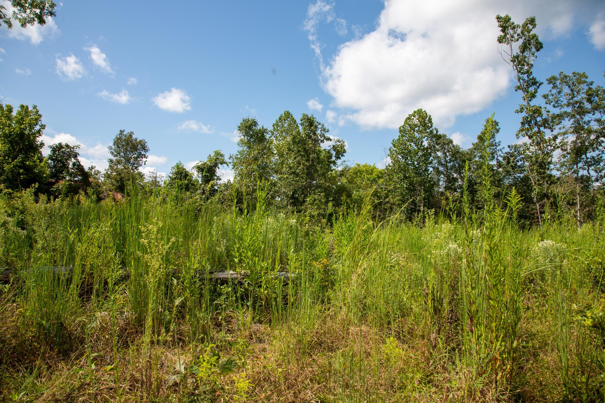 Borgmann’s Hollow Phase III Tract 79 photo 5