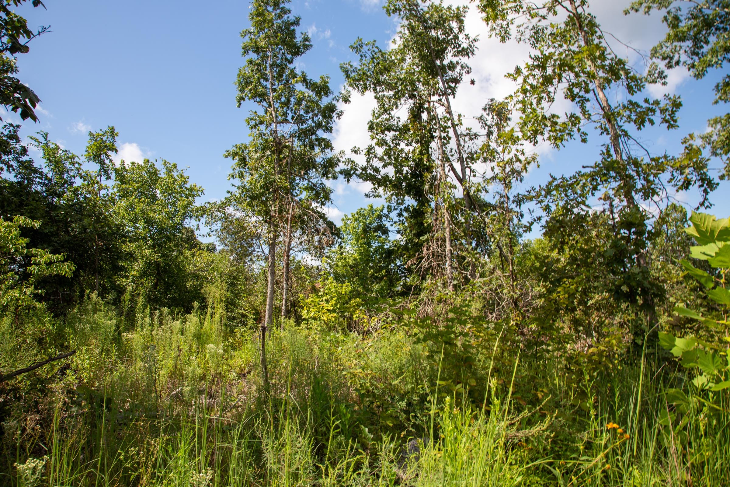 Borgmann’s Hollow Phase III Tract 79 photo 8