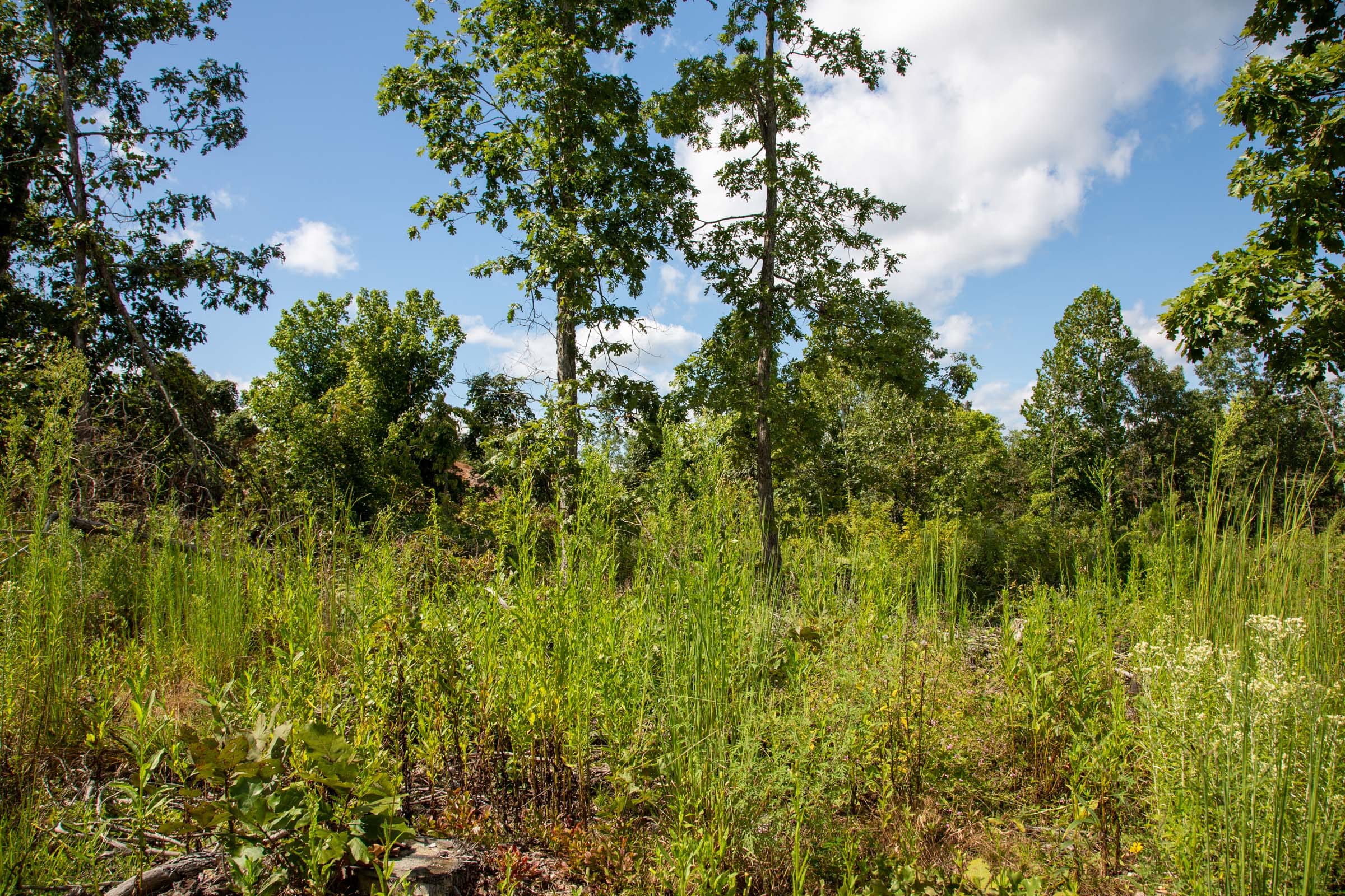 Borgmann’s Hollow Phase III Tract 79 photo 6