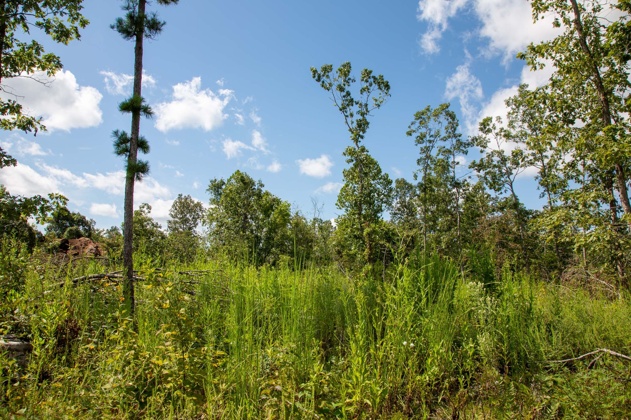 Borgmann’s Hollow Phase III Tract 79 photo 2